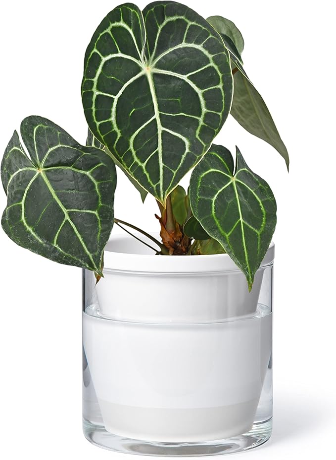 D'vine Dev 6 Inch Design Self Watering Planter for Indoor Plants, White Terracotta Pots with Cylinder Glass Cup, 37-X-B-2 DvineDevPlanterPotsandStand