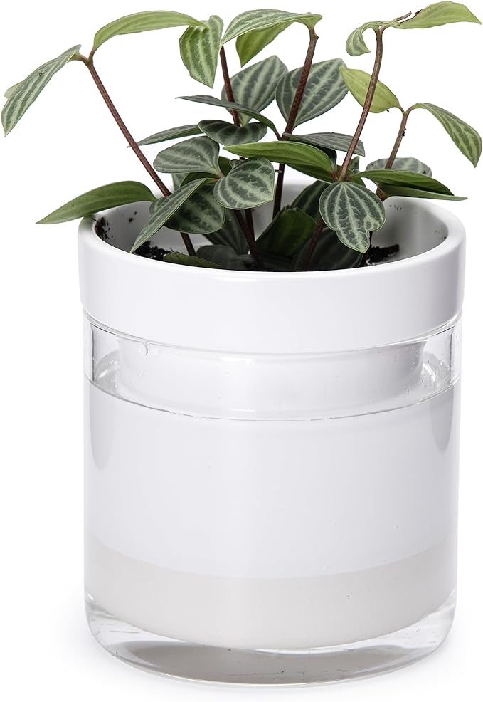 Phoenix Vine 4 Inch Self Watering Planter, White Terracotta Clay Pot with Glass Reservoir for Indoor Plants, Herbs, Flowers, Set of 1, 52-B-E-1 Phoenix+Vine