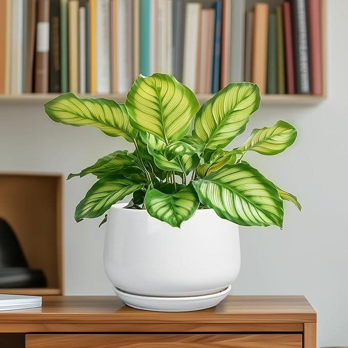 G EPGardening Ceramic Pots for Plants - 6 Inch Planter for Indoor Plants, Flower Pots with Drainage and Ceramic Tray, Modern Office Decor, Gifts for Plant Lovers, White GEPGardening