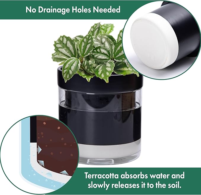 Phoenix Vine 6 Inch Self Watering Terracotta Planter, Black Terracotta Clay Pot with Glass Reservoir for Indoor Plants, Herbs, Flowers, Set of 1, 52-C-F-1 Phoenix+Vine