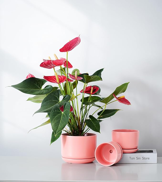 Ton Sin Ceramic Plant Pot with Drainage Hole and Saucer for Indoor Plants, Decorative Round Flower Pot for House Plants, Succulent Orchid Planter(Matte Orange) TonSin