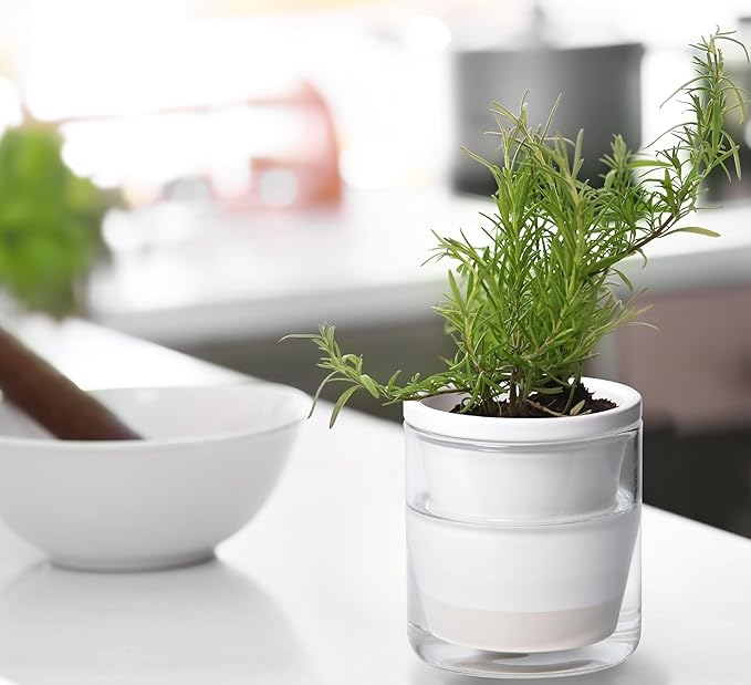 D'vine Dev 4 Inch Design Self Watering Planter for Indoor Plants, White Terracotta Pots with Cylinder Glass Cup, 37-X-A-2 DvineDevPlanterPotsandStand