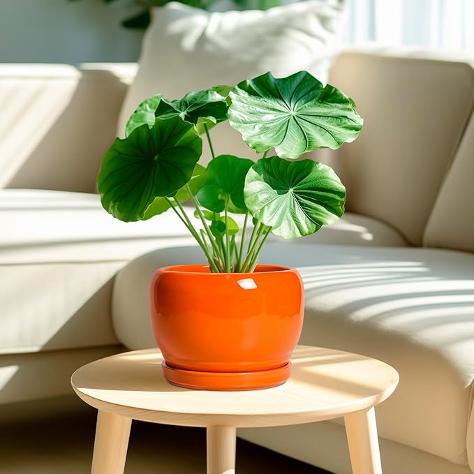 SQOWL Ceramic Pot for Plants - 8 Inch Plant Pot Indoor Outdoor, Modern Round Planter with Drainage Hole and Saucer, Decorative Planter for Flower, Office Decor, Garden Gifts for Women, Orange SQOWL