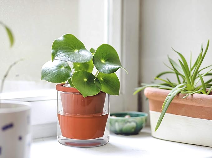 D'vine Dev 4 Inch Design Self Watering Pot for Indoor Plants, Terracotta Planter with Cylinder Glass Cup, Set of 3, 37-Z-A-1-T DvineDevPlanterPotsandStand