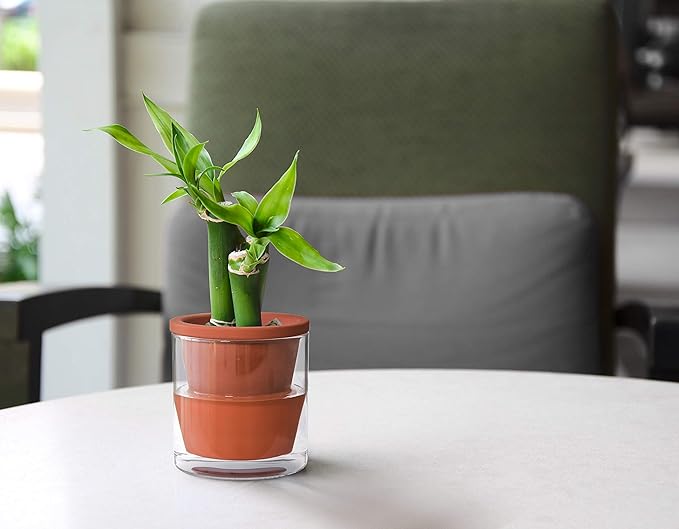 D'vine Dev 4 Inch Design Self Watering Pot for Indoor Plants, Terracotta Planter with Cylinder Glass Cup, Set of 4, 37-Z-A-1-F DvineDevPlanterPotsandStand
