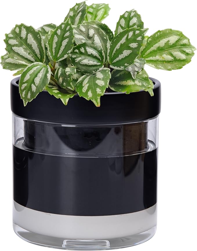 Phoenix Vine 6 Inch Self Watering Terracotta Planter, Black Terracotta Clay Pot with Glass Reservoir for Indoor Plants, Herbs, Flowers, Set of 1, 52-C-F-1 Phoenix+Vine