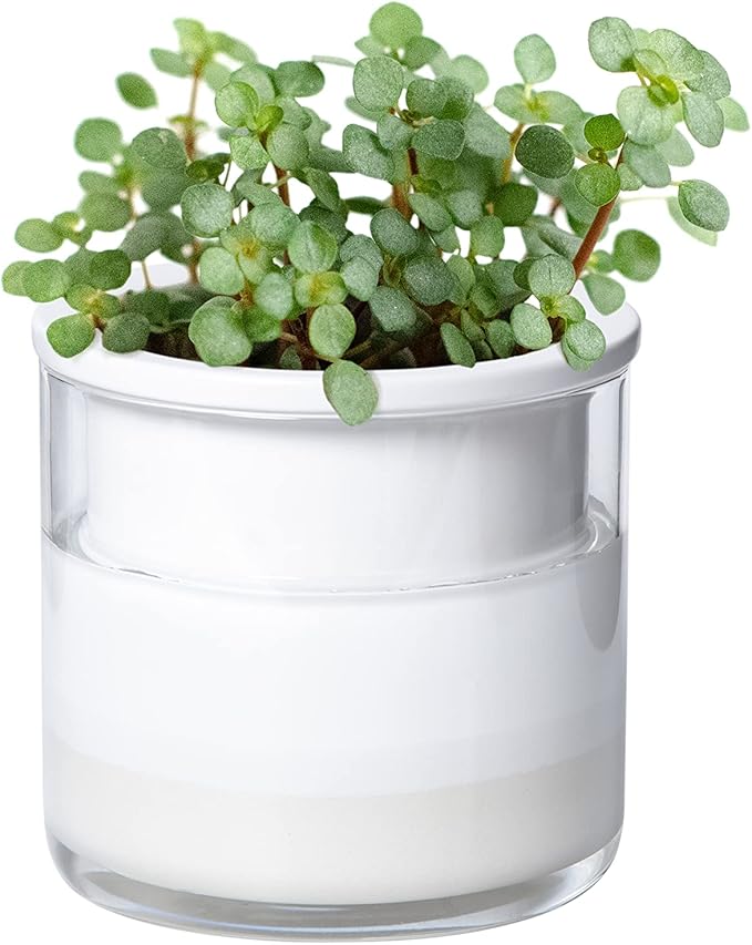 Phoenix Vine 4 Inch Self Watering Planter Pot, Design White Terracotta Pots for Plants, Indoor Cylinder Terra Cotta Pots with Glass Vase, Set of 1, 51-B-E-1 Phoenix+Vine