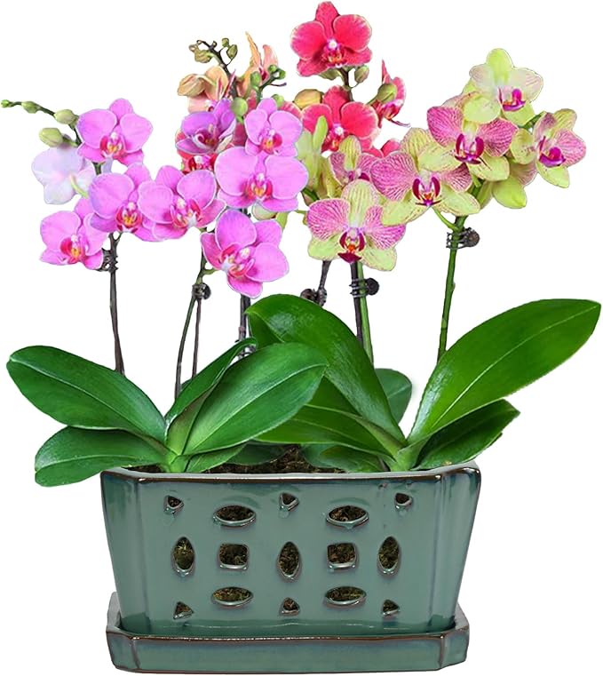 W&W Orchid Pot with Holes and Saucer for Repotting, Green, 9.7 Inches WWHomeDecor