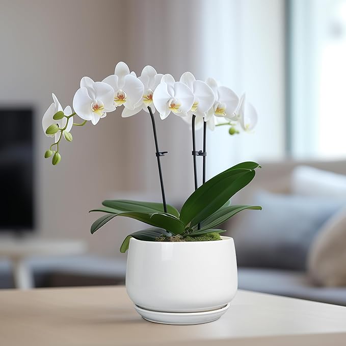 G EPGardening Ceramic Pots for Plants - 6 Inch Planter for Indoor Plants, Flower Pots with Drainage and Ceramic Tray, Modern Office Decor, Gifts for Plant Lovers, White GEPGardening