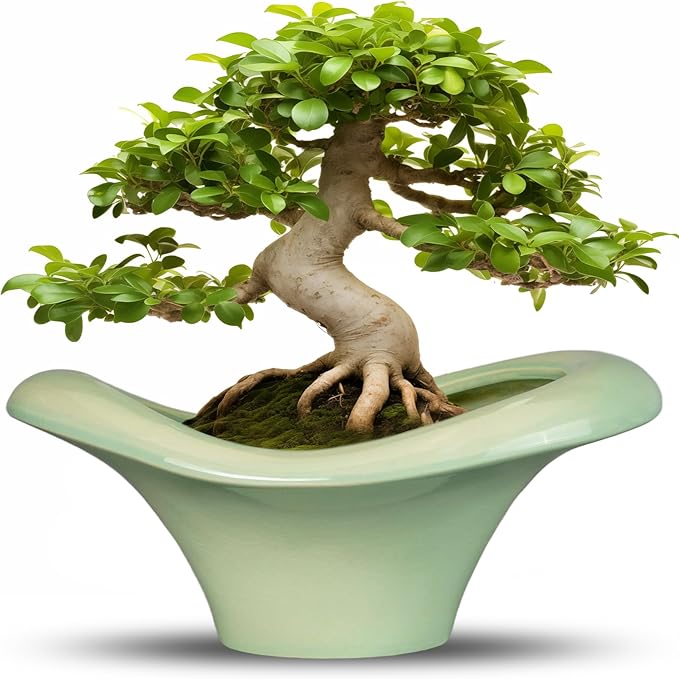 Ceramic Bonsai Pots - Large Succulent Planter 13 Inch Plant Pot Indoor Succulent Pot with Drainage Hole Outdoor Planter Bonsai Tree Pot for House Home Garden Office Decor Green Teagas