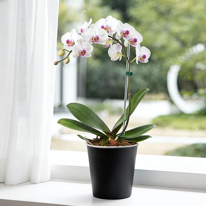 3 Pack of 6in Plastic Cachepot with 6 inch Clear nusery Pot - self Watering Indoor Planter with Drainage for Root Visibility,semi Hydro pots for repotting Orchids,Aroid or Monstera,Black TineDew