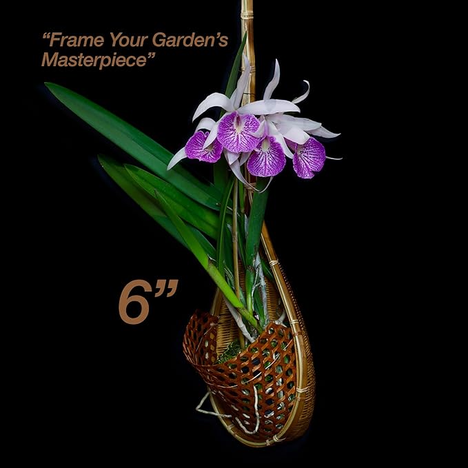 Handmade 100% Thai Bamboo Super Sanctuary Hanging Orchid Basket - 6 Inch Set of 2 Panwa