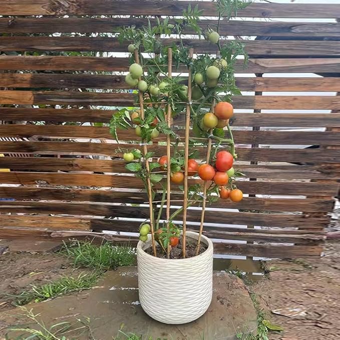 Natural Bamboo Trellis, 4Feet,3Pack,Fan-Shaped Plant Support Trellis for Outdoor and Indoor Potted Climbing Plants,Vegetables, Cucumber, Tomato, Hoya, GUANGYE