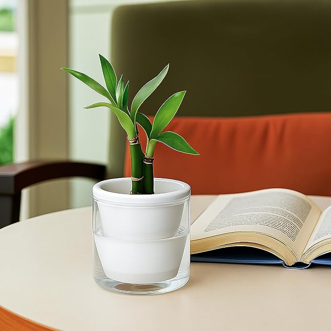D'vine Dev 4 Inch Design Self Watering Planter for Indoor Plants, White Terracotta Pots with Cylinder Glass Cup, Set of 3, 37-Z-A-2-T DvineDevPlanterPotsandStand