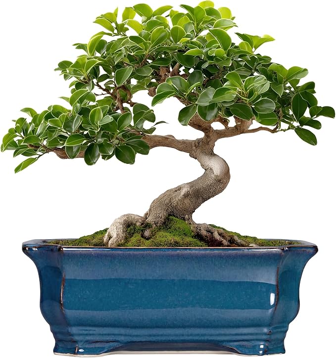 Bonsai Pots 11.6 Inch - Ceramic Succulent Pots with Drainage Hole, Rectangular Planter for Indoor Outdoor, Decorative Ceramic Flower Pot, Home Garden Room Decor, Plant Lover Gifts, Retro Blue Teagas