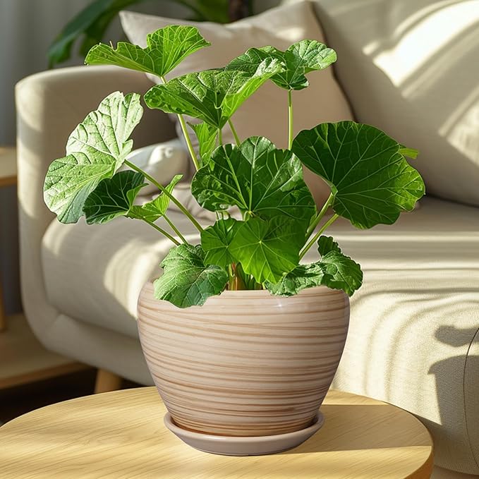 Planter 8 Inch - Indoor/Outdoor Ceramic Plant Pot With Drainage Hole and Saucer, Round Modern Flower Planter for Succulents, House, Patio - Yellow Ceramicfor