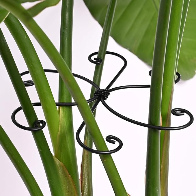 Black Monstera Plant Support Hook - 6.5 * 6.5IN -5 Piece Set, Durable Metal Stem Supports for Indoor Plants, Leaf Holder & Fishbone Cactus Stake, Stylish Design for Healthy Growth & Easy Care Yohsnor