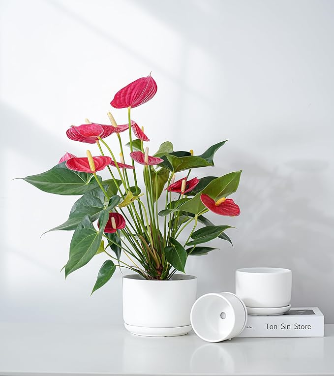 Ton Sin Plant Pots, 4.1+5.1+6.5 inch, Set of 3, Ceramic Planters with Drainage Hole and Saucer, Indoor Flower Pot with Drainage Hole, Gifts for Mom(Matte White) TonSin