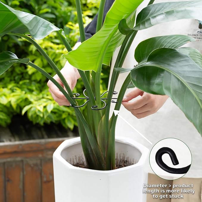 Black Monstera Plant Support 5.5IN 5PCS Premium Stem Support System for Indoor Plants, Durable Stabilizer for Monstera and Climbing Plants, Easy Installation Leaf Holder, Fishbone Cactus Stake Yohsnor