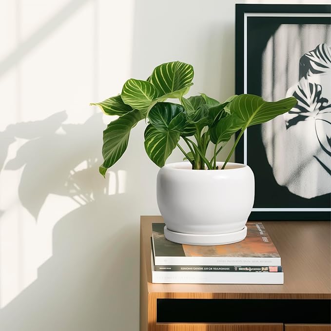 SQOWL Ceramic Flower Pots - 6 Inch Plant Pot Indoor Outdoor, Ceramic Planter with Drainage Hole and Saucer, Modern Round Succulent Planter, Bookshelf Decor, House Warming Gifts New Home, White SQOWL