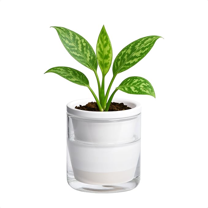 D'vine Dev 4 Inch Design Self Watering Planter for Indoor Plants, White Terracotta Pots with Cylinder Glass Cup, 37-X-A-2 DvineDevPlanterPotsandStand