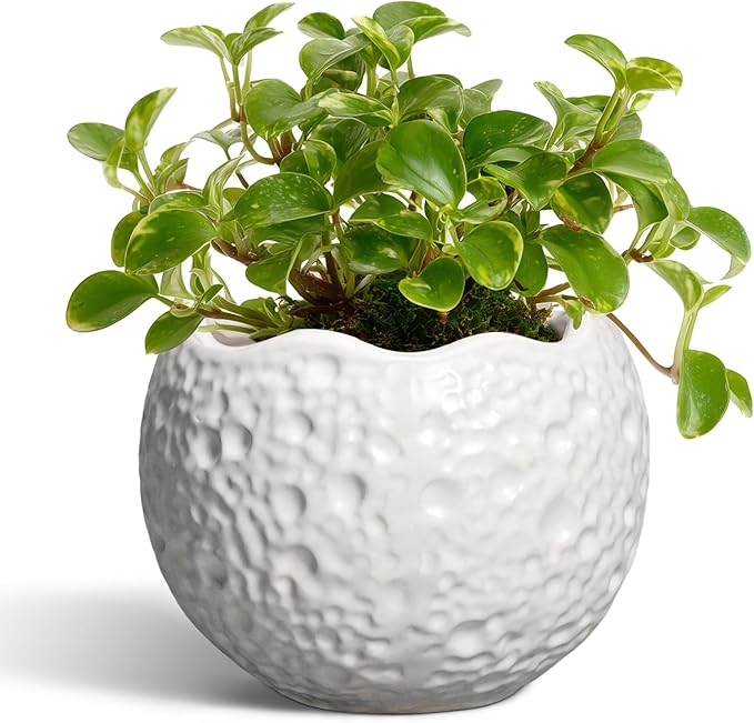 4 inch Plant Pots - Ceramic Pots for Plants with Drainage Hole, Small Planter for Indoor Outdoor, Unique Succulent Pot, Decorative Modern Round Planter, Desk Decor, Plant Lover Gifts, White Thirtypot