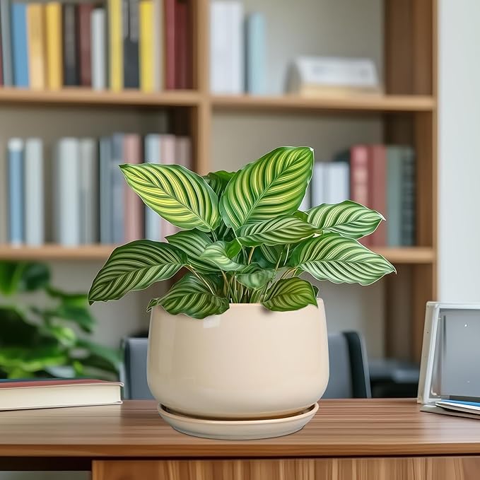 G EPGardening Ceramic Planter - 7 Inch Plant Pots with Drainage and Ceramic Tray, Flower Pots for Indoor Plants, Round Outdoor Planter, Room Decor, Gifts for Plant Lovers, Beige GEPGardening
