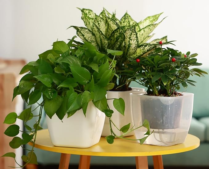 6-Pack 7 Inches Clear Self Watering Planters for Indoor Plants Large African Violet Plant Pots Plastic Wick Flower Pots with Water Injection Hole, Orchid Plant Pot Set, Clear Planterhoma