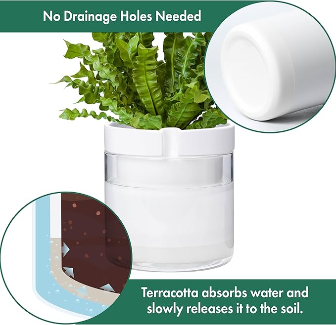 Phoenix Vine 8 Inch Self Watering Planter, White Terracotta Clay Pot with Glass Reservoir for Indoor Plants, Herbs, Flowers, Set of 1, 52-B-H-1 Phoenix+Vine