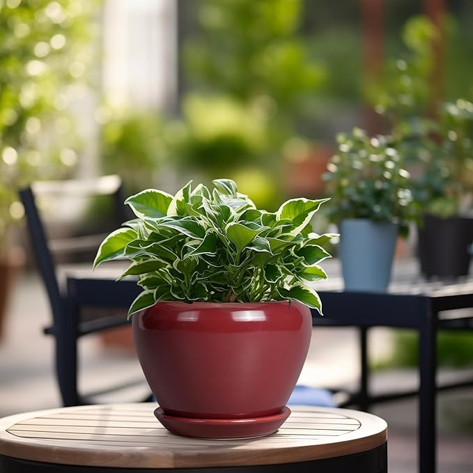 Ceramic Pot for Plants - 6 Inch Plant Pot Indoor with Drainage Hole and Saucer Succulent Outdoor Planter Round Flower Pot for House Patio Decor Red Ceramicfor