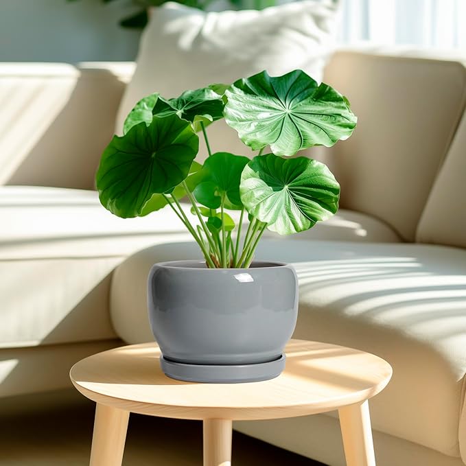 SQOWL Ceramic Pot for Plants - 8 Inch Plant Pot Indoor with Drainage Hole and Saucer, Round Planter Outdoor, Decorative Modern Planter for Flower, Bedroom Decor, Plant Lovers Gifts, Gray SQOWL