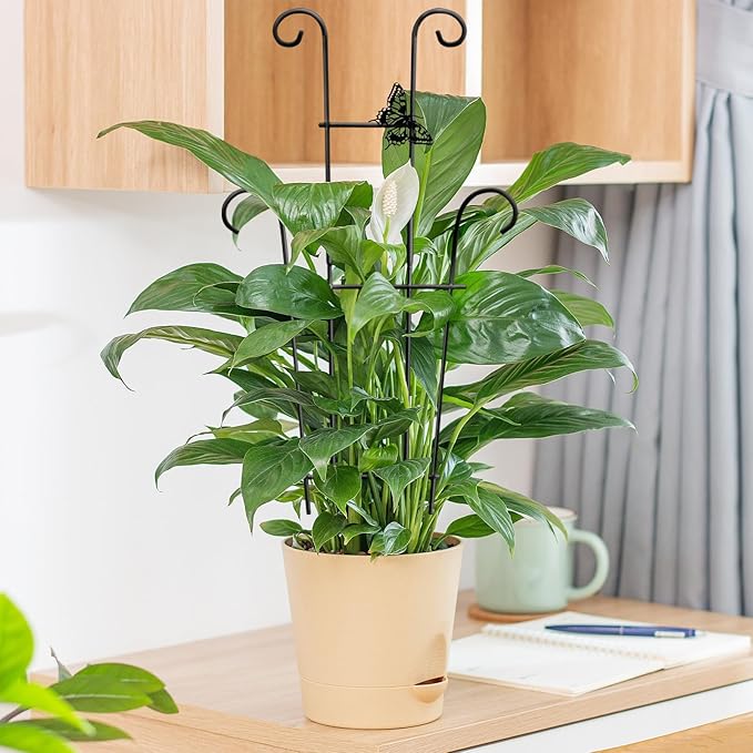 23in Plant Trellis Indoor, Trellis for Potted Plants with Butterfly, Garden Trellis Climber Support for Climbing Plants Pothos Hoya Vine Xeeol