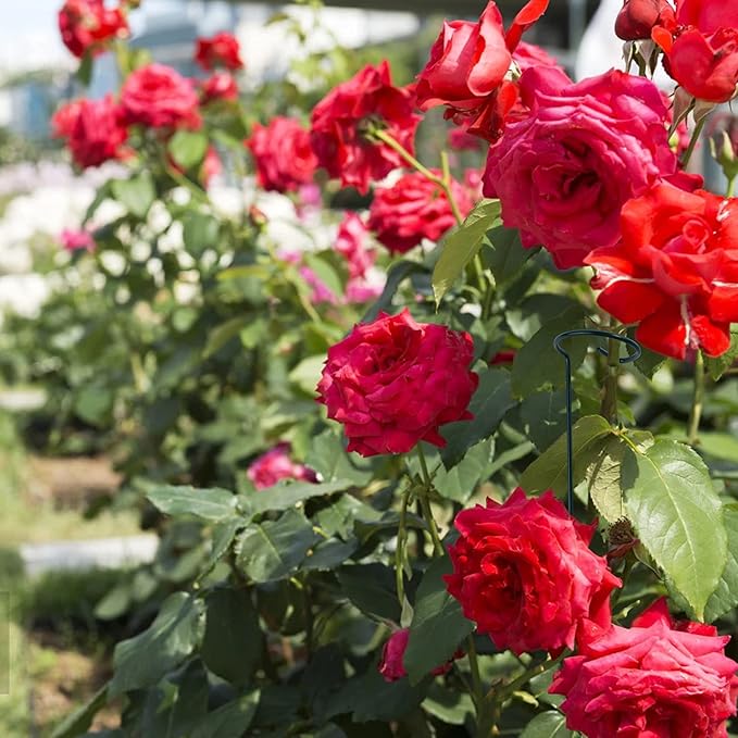 12 Pack Plant Support Stakes with 24 Pcs Plant Clips, Garden Single Stem Support Stake, Plant Cage Support Ring for Indoor Outdoor Flowers Rose Amaryllis Tomatoes Peony Lily Orchid (16 Inch) Auaok