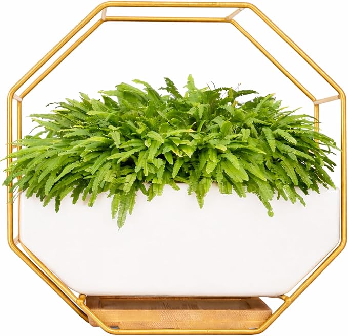 IRYL Wall Planter for Indoor Plants - Ceramic Wall Hanging Planter Set with Bamboo Tray & Hooks - Decorative Wall Plant Holder - Modern Wall Planters for Vertical Garden Home Decor - Golden Rootora