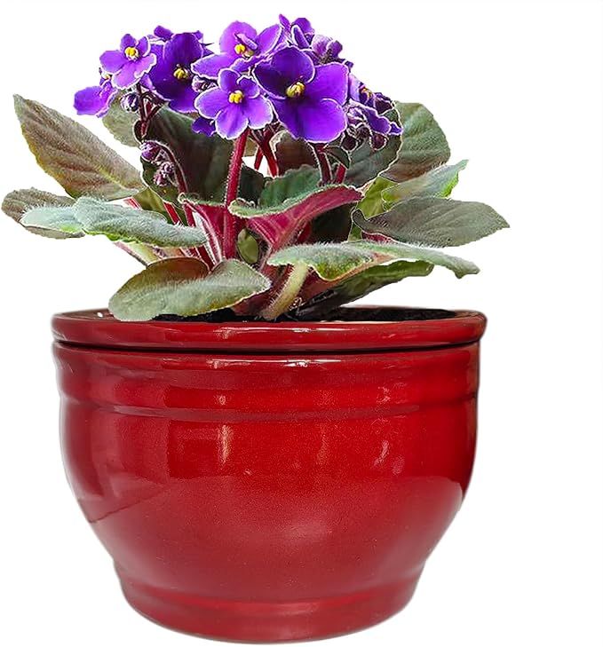 African Violet Pots Self Watering Round Ceramic Violet Pot (red, 6 inch) Dphagesy