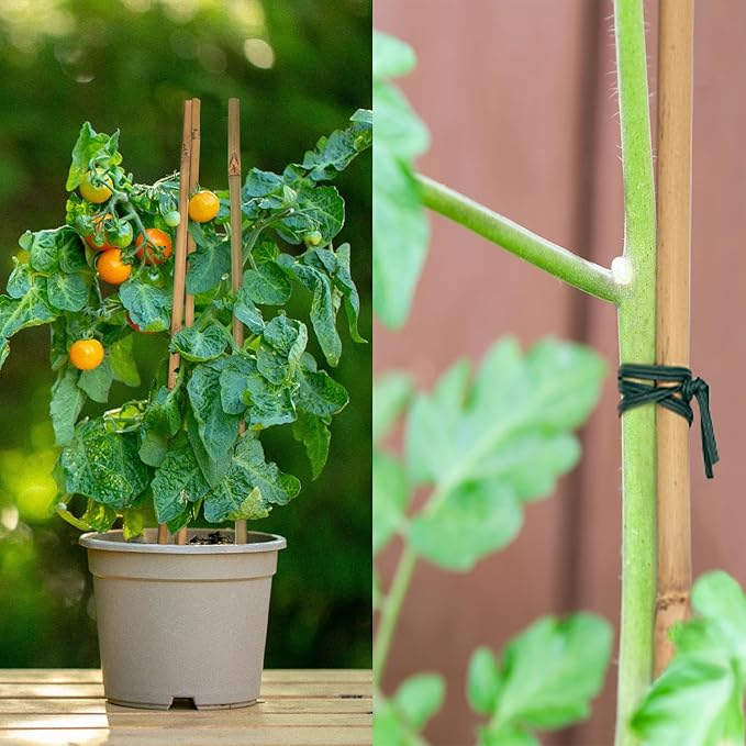 50PCS Plant Stakes,16 Inch Natural Bamboo Stakes,Garden Stakes for Indoor and Outdoor Plants,Poles Sticks for Tomatoes,Beans,Flowers,Trees Potted and Climbing Plants POLIUMB