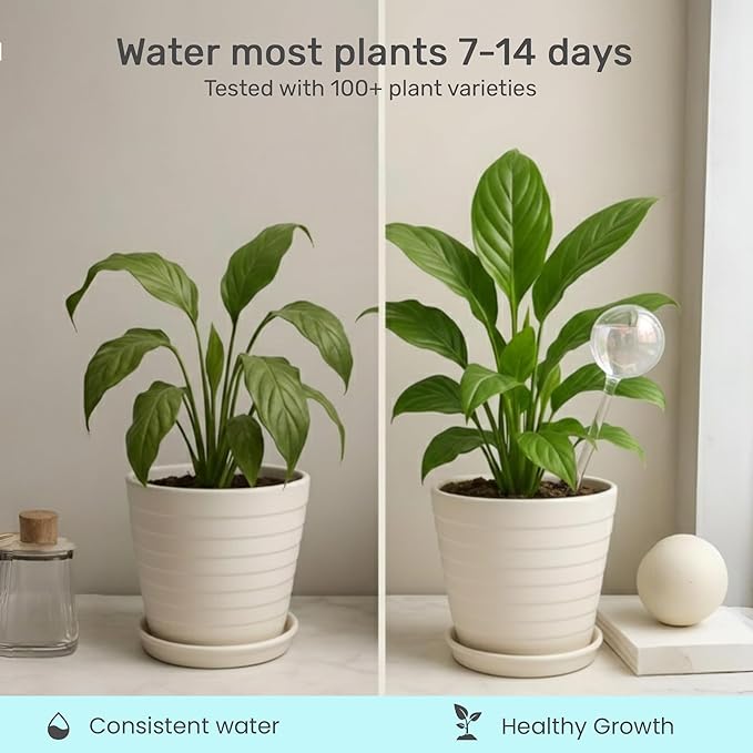 Automatic Plant Watering Globes Self Watering Planter Inserts (Set of 4) | Hands Free Clear Glass Bulbs | Planter Spikes to Support Indoor & Outdoor Plant Health (200ml) LittleGreenLeaf