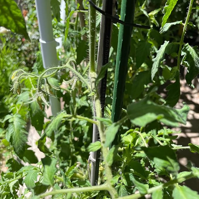 Garden Plant Stakes 48 Inch 4Ft Steel Plant Stick Support, 25 Pack Tomato Stakes for Growing Climbing Plants, Potted Plants, Tomatoes, Trees, Cucumber, Beans, Fences Poles Xuwzenkl