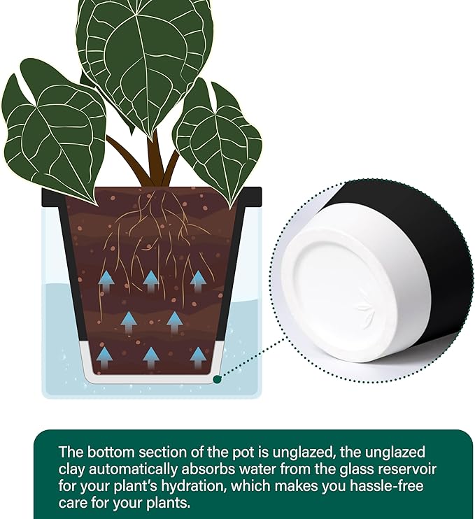 D'vine Dev 6 Inch Design Self Watering Planter for Indoor Plants, Black Terracotta Pot with Cylinder Glass Cup, 37-X-B-3 DvineDevPlanterPotsandStand