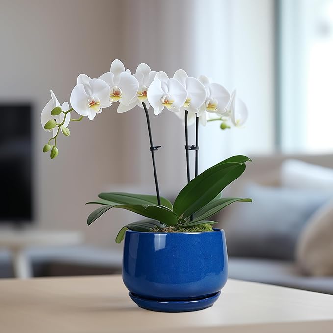 G EPGardening 6 Inch Plant Pot - Round Ceramic Planter Indoor with Drainage and Ceramic Saucer for Flower, Modern Desk Decor, Modern Garden Gift, Blue GEPGardening