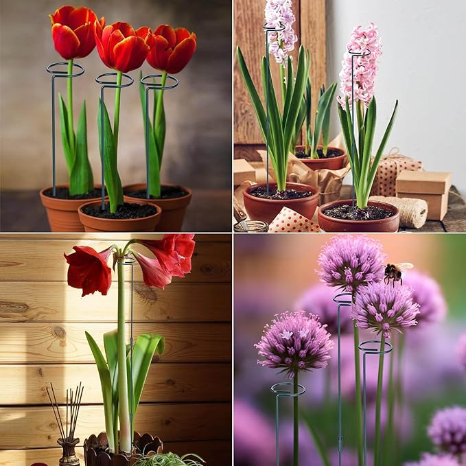 2 Pack (DIY) Plant Support Stakes, Three Sizes (12 or 24 or 36 inch) Plant Support Rings with 20 Pcs Plant Twist Ties, Garden Stake for Indoor Outdoor Plant Flowers, Amaryllis, Tomatoes Numyew