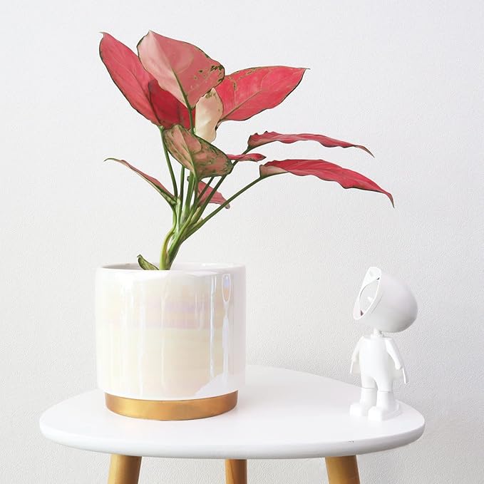 Gepege White Indoor Pots for Plants, Ceramic Planter with Drainage Hole, 6.0 inch+5.0 Inch+4.0 Inch. Succulent Orchid Flower Pot - Rainbow Pearl Glaze Gepege