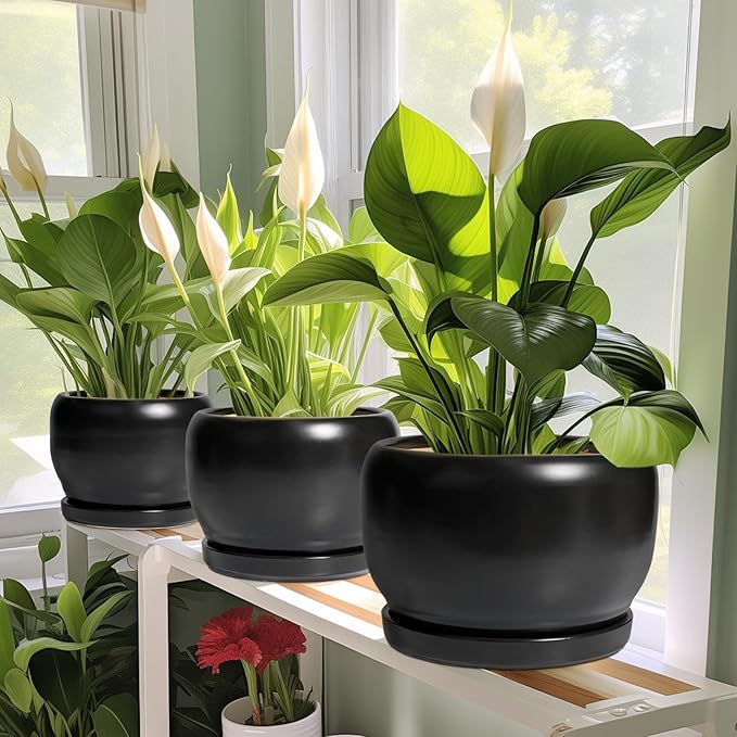 SQOWL Ceramic Plant Pot - 6 Inch Planter for Indoor Plants, Round Flower Pot with Drainage Hole and Saucer, Modern Succulent Planter Outdoor, House Decor, Plant Lovers Gifts, Black SQOWL