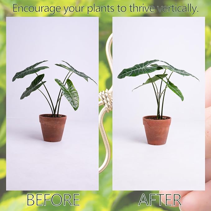 Monstera Plant Stem Support Set - 5 Durable Stabilizers (2.75"x2.75") for Indoor Plants, Leaf Holder & Cactus Stake - Keep Monstera Healthy & Upright - Ideal Gift for Plant Lovers Yohsnor