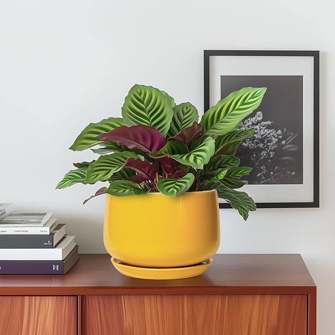 G EPGardening Ceramic Plant Pot - 6 Inch Ceramic Planter with Drainage Hole and Tray, Modern Round Planter, Flower Pot for Indoor Outdoor Plants, Plants Lovers Gifts, House Garden Decor, Yellow GEPGardening