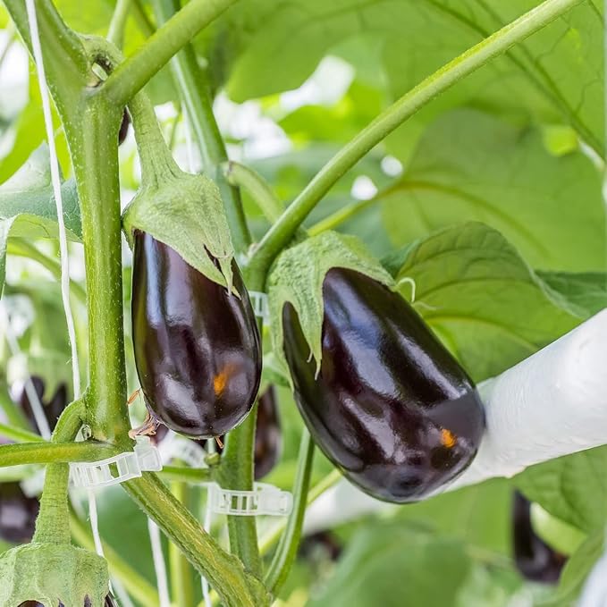 Piteno® 300Pcs Tomato Clips, Plastic Trellis Clips, Plant Support Clips, Grape Vine Tomato Vine Vegetables Plants Garden Support Clips to Grow Upright Makes Plants Healthier Piteno