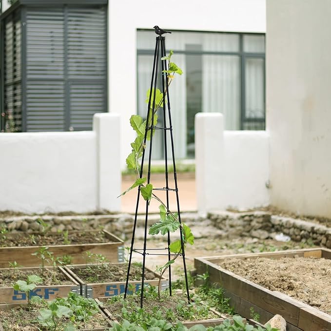 Cucumber Trellis, 67" Tall Obelisk Garden Trellis for Climbing Plants Outdoor Plastic-Coated Metal Support for Flower Vine Vegetable Tomato Cage Cucumebr Trellis Raised Bed, Black, 2 Pack follook