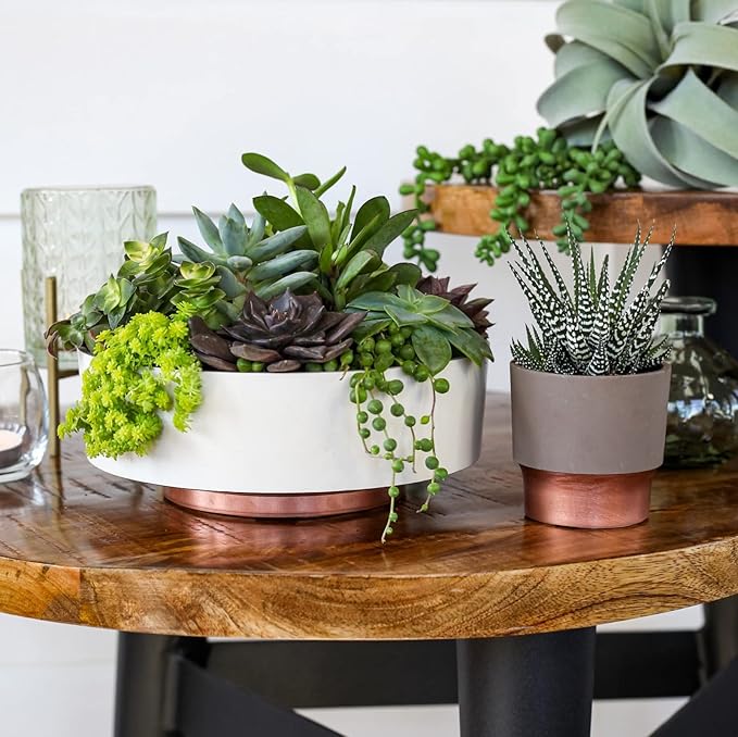 The HC Companies 6 Inch Round Plastic Succulent Capri Bowl 6"x6"x2.25" in Artisan Taupe with Copper Bottom Color TheHCCompanies