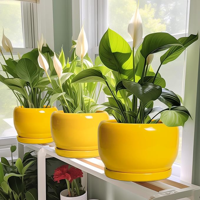 SQOWL Ceramic Plant Pot - 8 Inch Planter for Indoor Outdoor, Decorative Plant Pot with Drainage Hole and Saucer, Modern Round Planter for Flower, Desk Decor, Housewarming Gifts, Yellow SQOWL