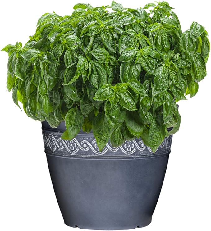 Classic Home and Garden Corinthian Resin Flower Pot Planter, Storm Blue, 8" (Pack of 4) ClassicHomeandGarden